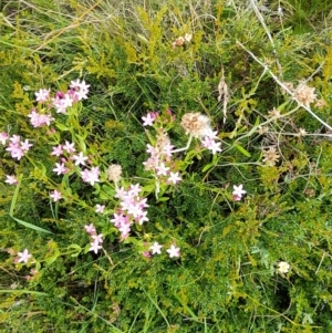 Mirbelia oxylobioides at Mount Clear, ACT - 24 Jan 2022 04:27 PM