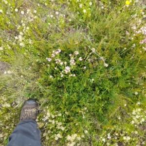 Mirbelia oxylobioides at Mount Clear, ACT - 24 Jan 2022 04:27 PM