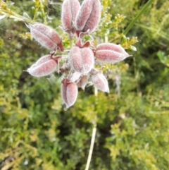 Mirbelia oxylobioides (Mountain Mirbelia) at Mount Clear, ACT - 24 Jan 2022 by VanceLawrence