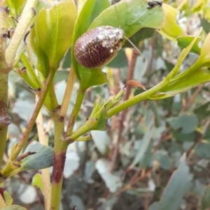 Paropsisterna decolorata at Mount Clear, ACT - 24 Jan 2022