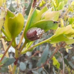 Paropsisterna decolorata at Mount Clear, ACT - 24 Jan 2022