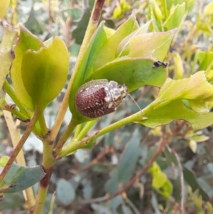 Paropsisterna decolorata at Mount Clear, ACT - 24 Jan 2022