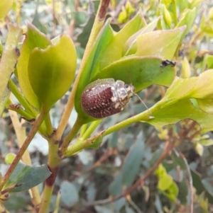 Paropsisterna decolorata at Mount Clear, ACT - 24 Jan 2022