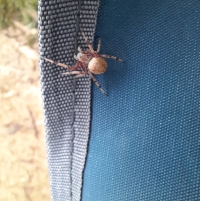 Salsa fuliginata (Sooty Orb-weaver) at Namadgi National Park - 24 Jan 2022 by VanceLawrence