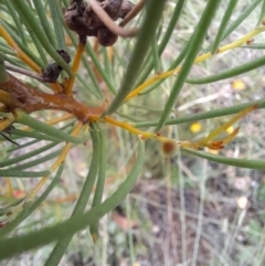 Hakea microcarpa (Small-fruit Hakea) at Mount Clear, ACT - 24 Jan 2022 by VanceLawrence