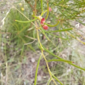 Hakea microcarpa at Mount Clear, ACT - 24 Jan 2022 04:53 PM