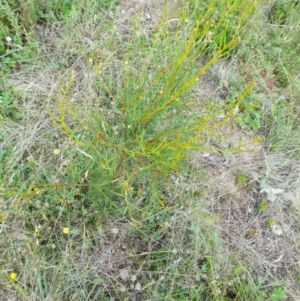 Hakea microcarpa at Mount Clear, ACT - 24 Jan 2022 04:53 PM