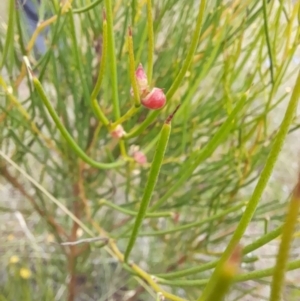 Hakea microcarpa at Mount Clear, ACT - 24 Jan 2022 04:53 PM