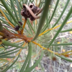 Hakea microcarpa at Mount Clear, ACT - 24 Jan 2022 04:53 PM