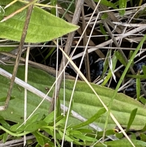 Plantago sp. at Booth, ACT - 25 Jan 2022 11:40 AM