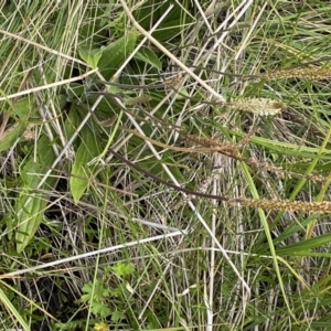 Plantago sp. at Booth, ACT - 25 Jan 2022 11:40 AM