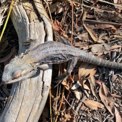 Pogona barbata (Eastern Bearded Dragon) at Aranda, ACT - 26 Jan 2022 by KMcCue