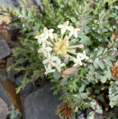 Pimelea linifolia subsp. linifolia (Queen of the Bush, Slender Rice-flower) at Namadgi National Park - 25 Jan 2022 by RAllen