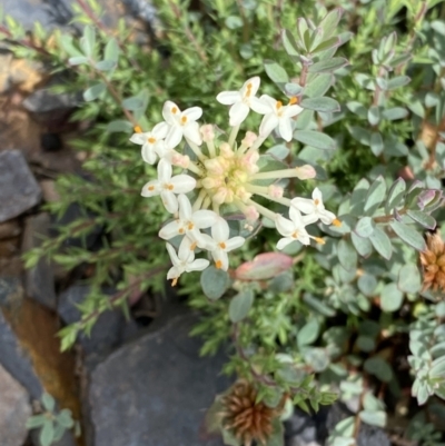 Pimelea linifolia subsp. linifolia (Queen of the Bush, Slender Rice-flower) at Namadgi National Park - 25 Jan 2022 by RAllen