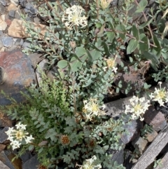 Pimelea linifolia subsp. linifolia at Booth, ACT - 25 Jan 2022 12:53 PM