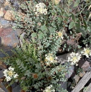 Pimelea linifolia subsp. linifolia at Booth, ACT - 25 Jan 2022