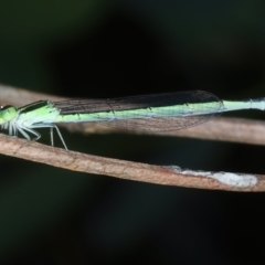 Ischnura aurora (Aurora Bluetail) at Pialligo, ACT - 14 Jan 2022 by jb2602