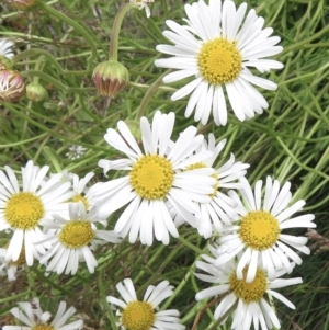 Brachyscome aculeata at Cotter River, ACT - 20 Jan 2022