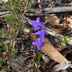 Lobelia simplicicaulis at Mount Clear, ACT - 25 Jan 2022 by RAllen