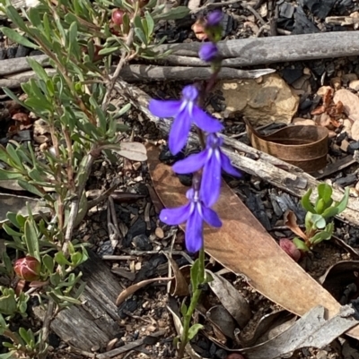 Lobelia simplicicaulis at Mount Clear, ACT - 25 Jan 2022 by RAllen