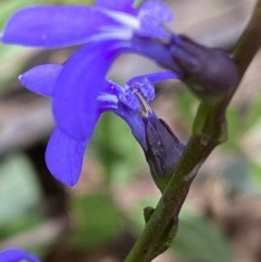 Lobelia simplicicaulis at Mount Clear, ACT - 25 Jan 2022