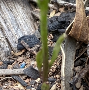 Lobelia simplicicaulis at Mount Clear, ACT - 25 Jan 2022