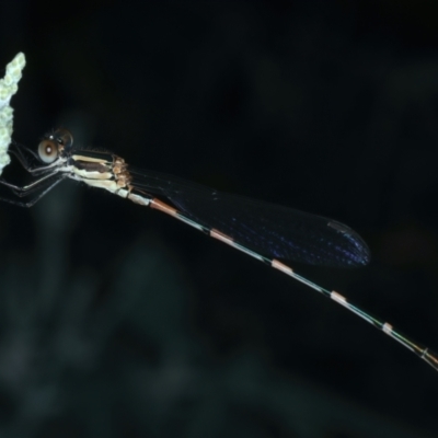 Austrolestes leda (Wandering Ringtail) at Mount Ainslie - 14 Jan 2022 by jb2602