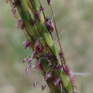 Sporobolus sp. at Molonglo Valley, ACT - 26 Jan 2022