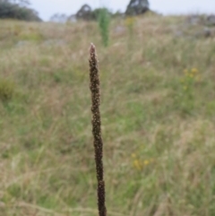 Sporobolus sp. at Molonglo Valley, ACT - 26 Jan 2022 07:41 AM