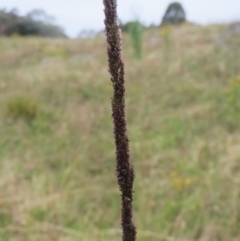 Sporobolus sp. at Molonglo Valley, ACT - 26 Jan 2022