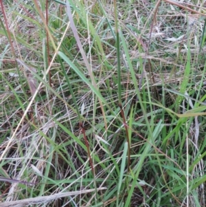 Sporobolus sp. at Molonglo Valley, ACT - 26 Jan 2022 07:41 AM