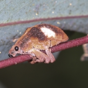 Gonipterus pulverulentus at Hawker, ACT - 26 Jan 2022