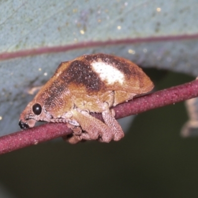 Gonipterus pulverulentus (Eucalyptus weevil) at Hawker, ACT - 26 Jan 2022 by AlisonMilton