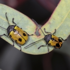 Cadmus (Cadmus) litigiosus (Leaf beetle) at Hawker, ACT - 26 Jan 2022 by AlisonMilton