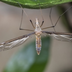 Geranomyia sp. (genus) (A limoniid crane fly) at Higgins, ACT - 25 Jan 2022 by AlisonMilton