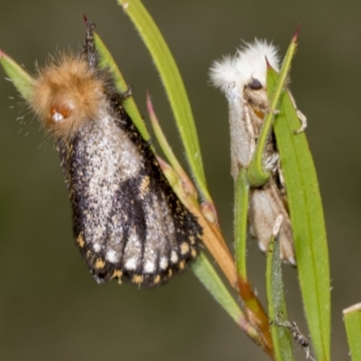 Epicoma contristis (Yellow-spotted Epicoma Moth) at Hawker, ACT - 26 Jan 2022 by AlisonMilton