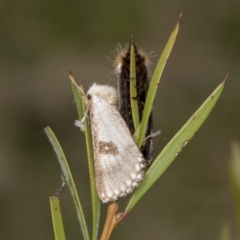 Epicoma contristis at Hawker, ACT - 26 Jan 2022 11:47 AM