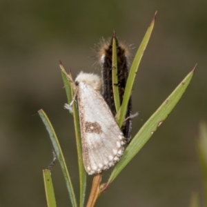 Epicoma contristis at Hawker, ACT - 26 Jan 2022