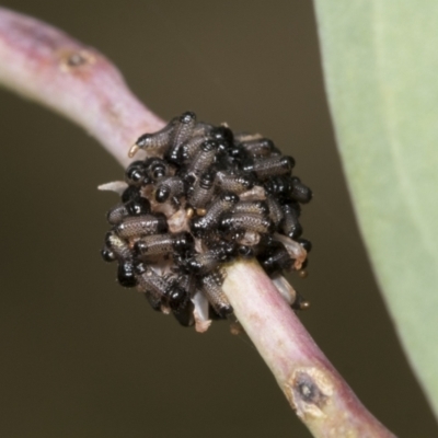 Paropsis atomaria (Eucalyptus leaf beetle) at Hawker, ACT - 26 Jan 2022 by AlisonMilton