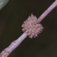 Paropsis atomaria at Hawker, ACT - 26 Jan 2022