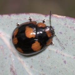 Paropsisterna beata (Blessed Leaf Beetle) at Hawker, ACT - 26 Jan 2022 by AlisonMilton