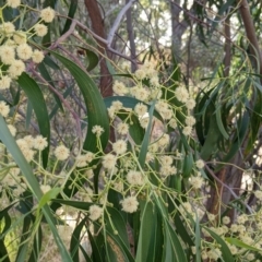 Acacia implexa (Hickory Wattle, Lightwood) at Albury - 23 Jan 2022 by Darcy