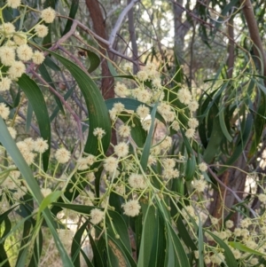 Acacia implexa at Thurgoona, NSW - 23 Jan 2022 05:27 PM