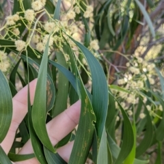 Acacia implexa at Thurgoona, NSW - 23 Jan 2022 05:27 PM