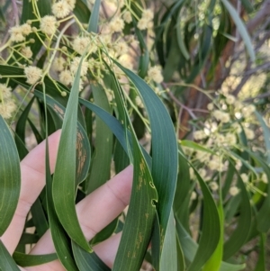 Acacia implexa at Thurgoona, NSW - 23 Jan 2022