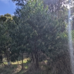 Acacia implexa at Thurgoona, NSW - 23 Jan 2022 05:27 PM