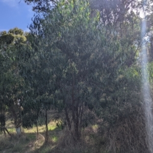 Acacia implexa at Thurgoona, NSW - 23 Jan 2022