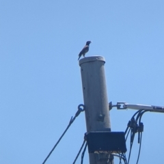 Acridotheres tristis (Common Myna) at Albury - 26 Jan 2022 by Darcy