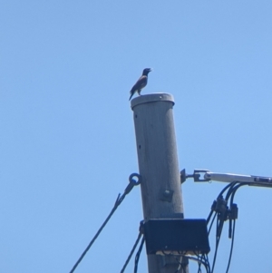 Acridotheres tristis at Lavington, NSW - 26 Jan 2022 12:23 PM