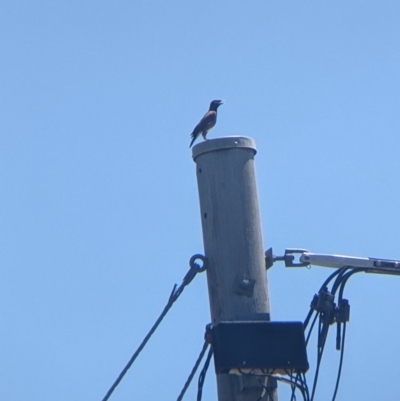 Acridotheres tristis (Common Myna) at Albury - 26 Jan 2022 by Darcy